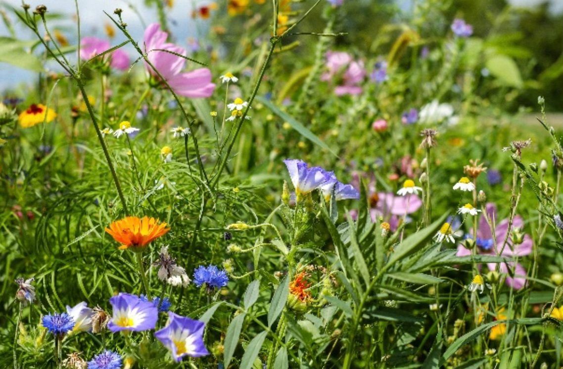 Wildflower Talk with Patrick Applegarth