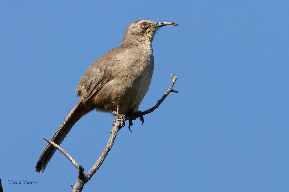 First Sunday of the Month Family Friendly Bird Walks at the Botanic Garden Sunday, October 6, 2024