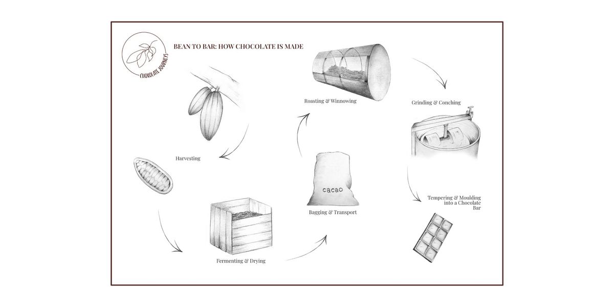 The Life Cycle of Chocolate - Session Two