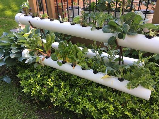 Hydroponic Growing