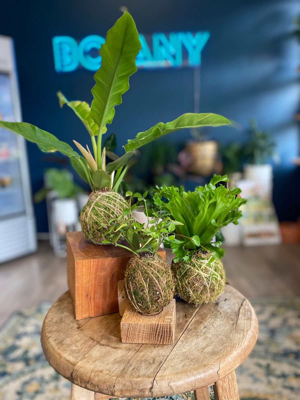 Kokedama Workshop