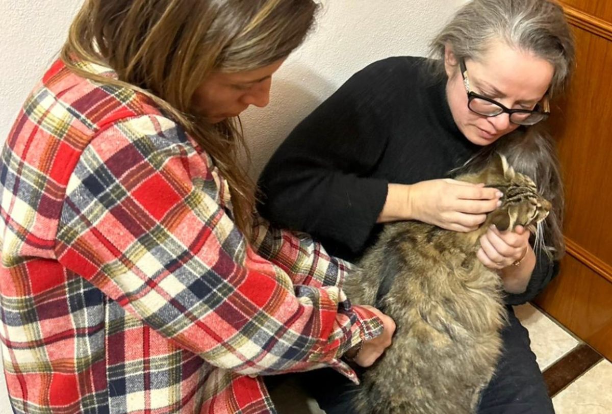 ANIMAL CHIROPRACTIC CARE... OPEN DAY