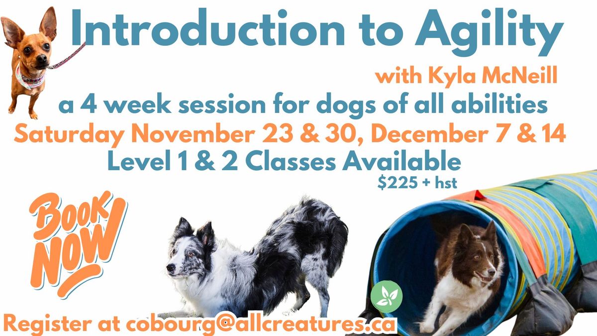 Introduction to Agility with Kyla McNeill 