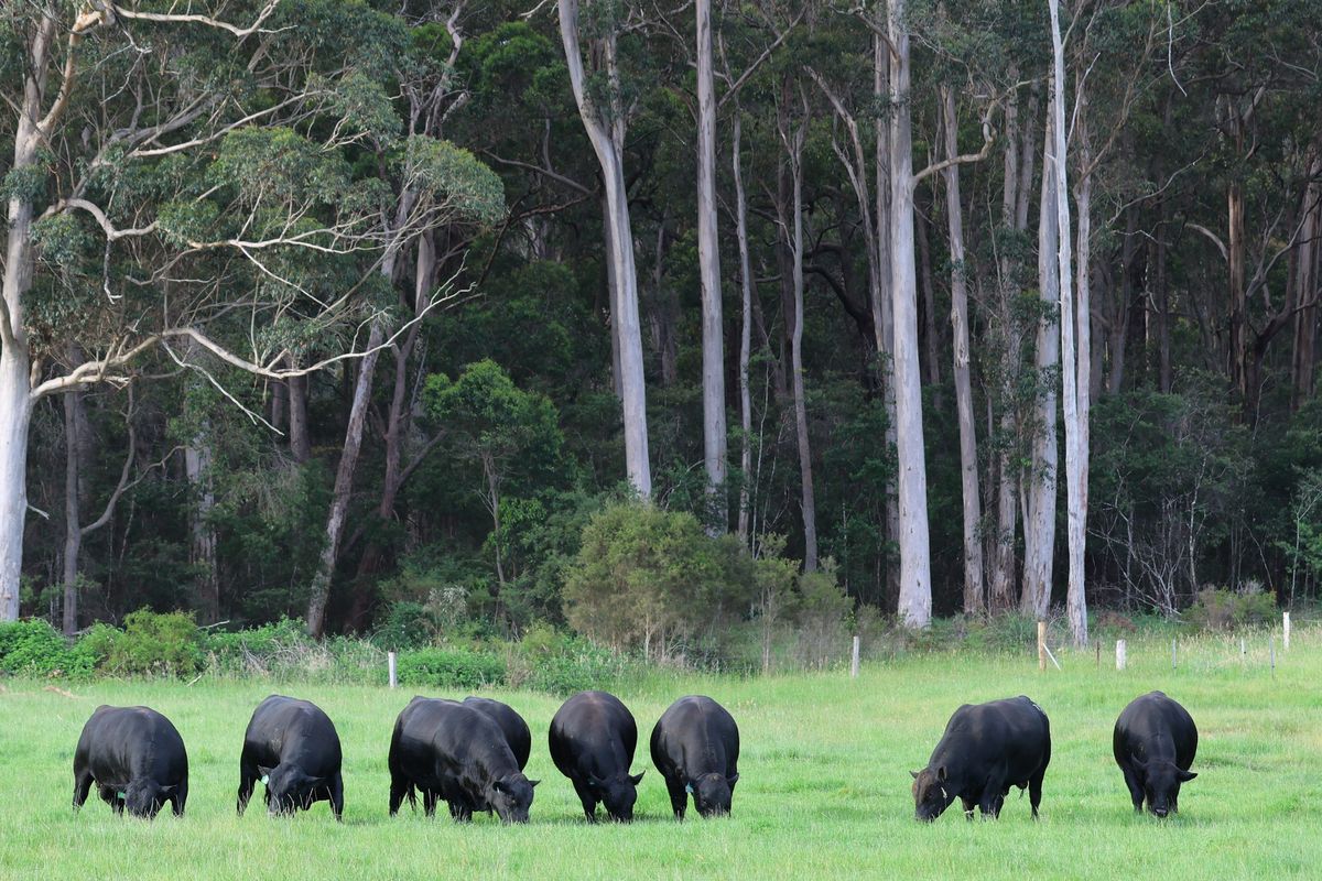 Gandy Angus Yearling Bull Sale 