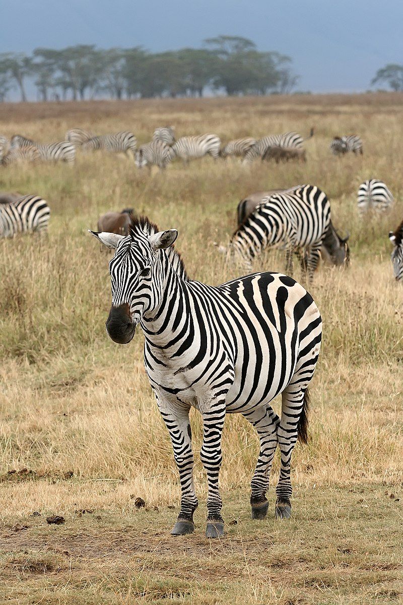 Zebra at Bergen Performing Arts Center