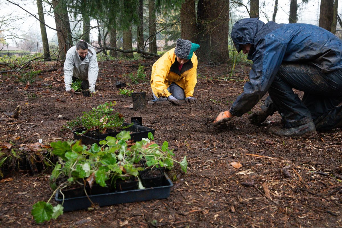 Planting and lichen bioblitz at Chehalem Ridge