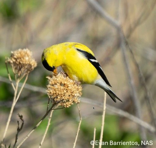 Gardening is for the Birds w\/ Judy Walker - March 2025 Monthly Meeting