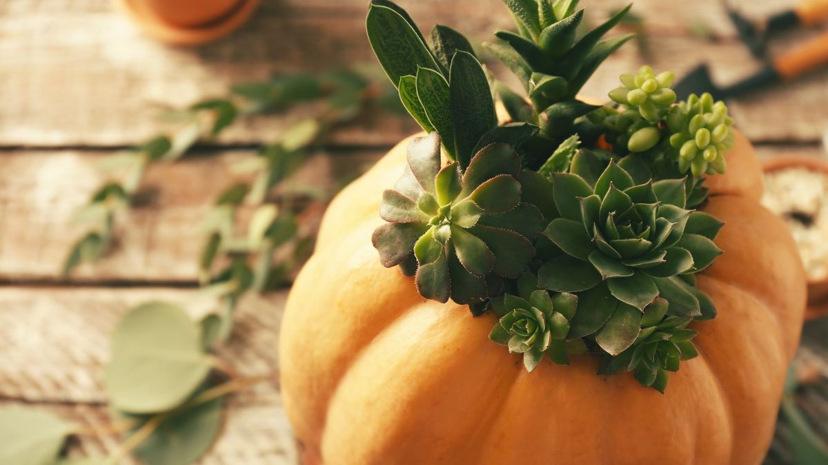 October Monthly Meeting & Program \u201cPumpkin Perfection: Learn to Make a Succulent Centerpiece"