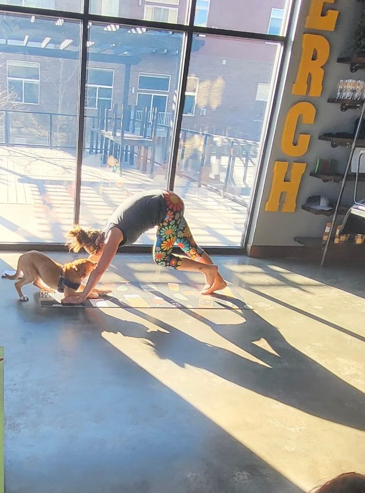 Adoptable Dog Yoga w\/ Wildflower Yoga