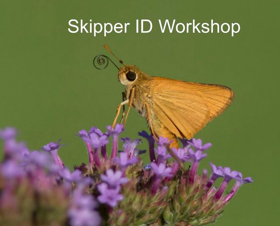 Skipper ID Workshop 