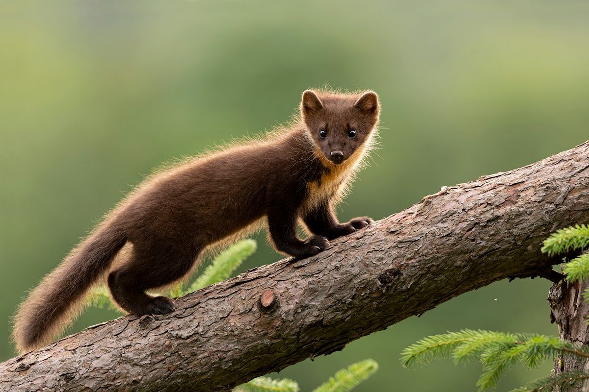 An Evening with Simon Roy - Adventures of a Wildlife Photographer