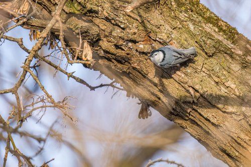 New Year's Day Birding