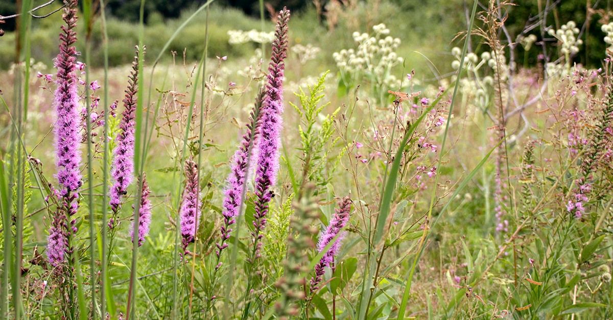 Nature Hike in the Grady Tract