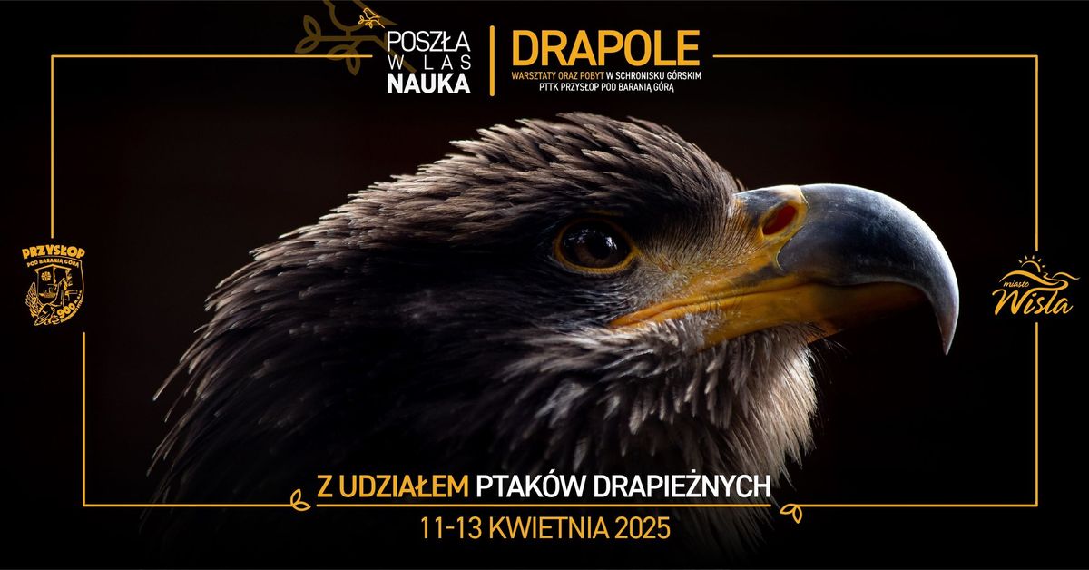 Posz\u0142a w Las Nauka: Drapole