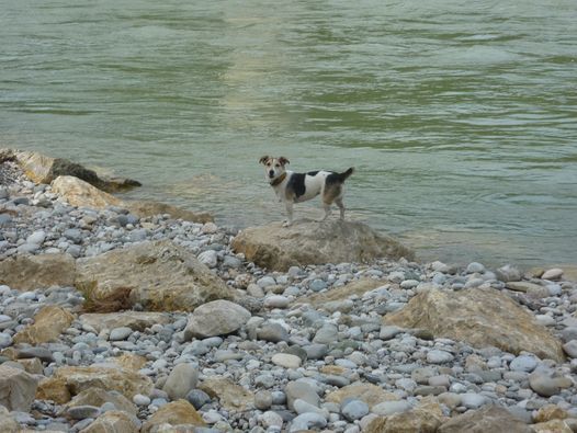 Hundewanderung am Maisinger See