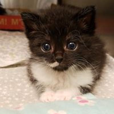 Tiny Paws Kitten Rescue