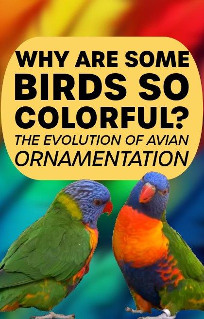 Why Are Some Birds So Colorful?: The Evolution of Avian Ornamentation