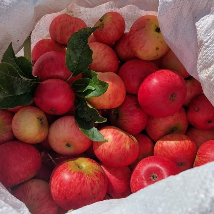 Teignmouth Farmers Market, September 