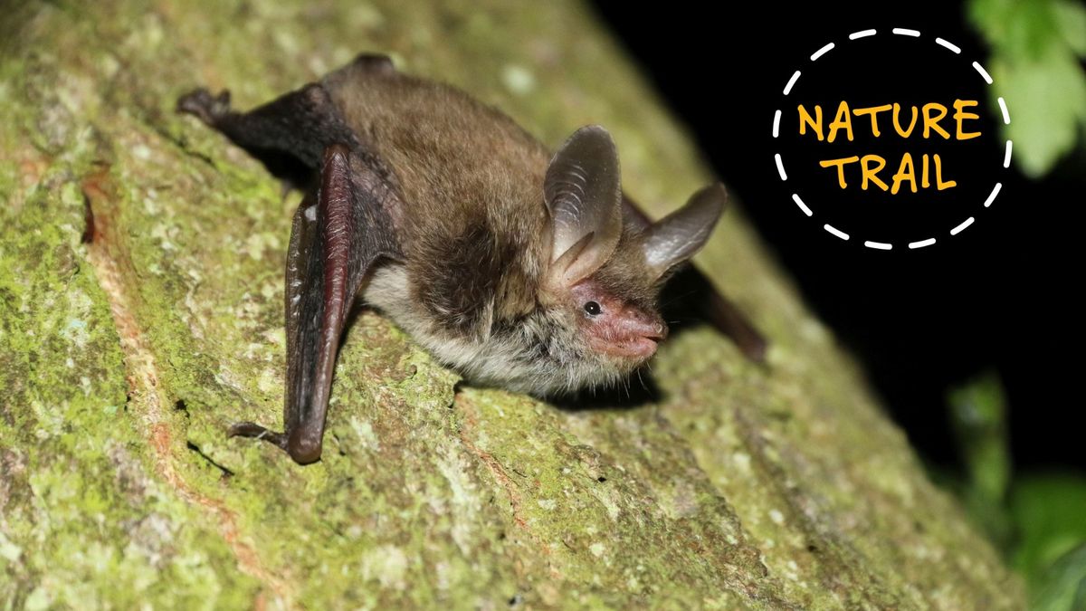 Nature Trail Bat Tour