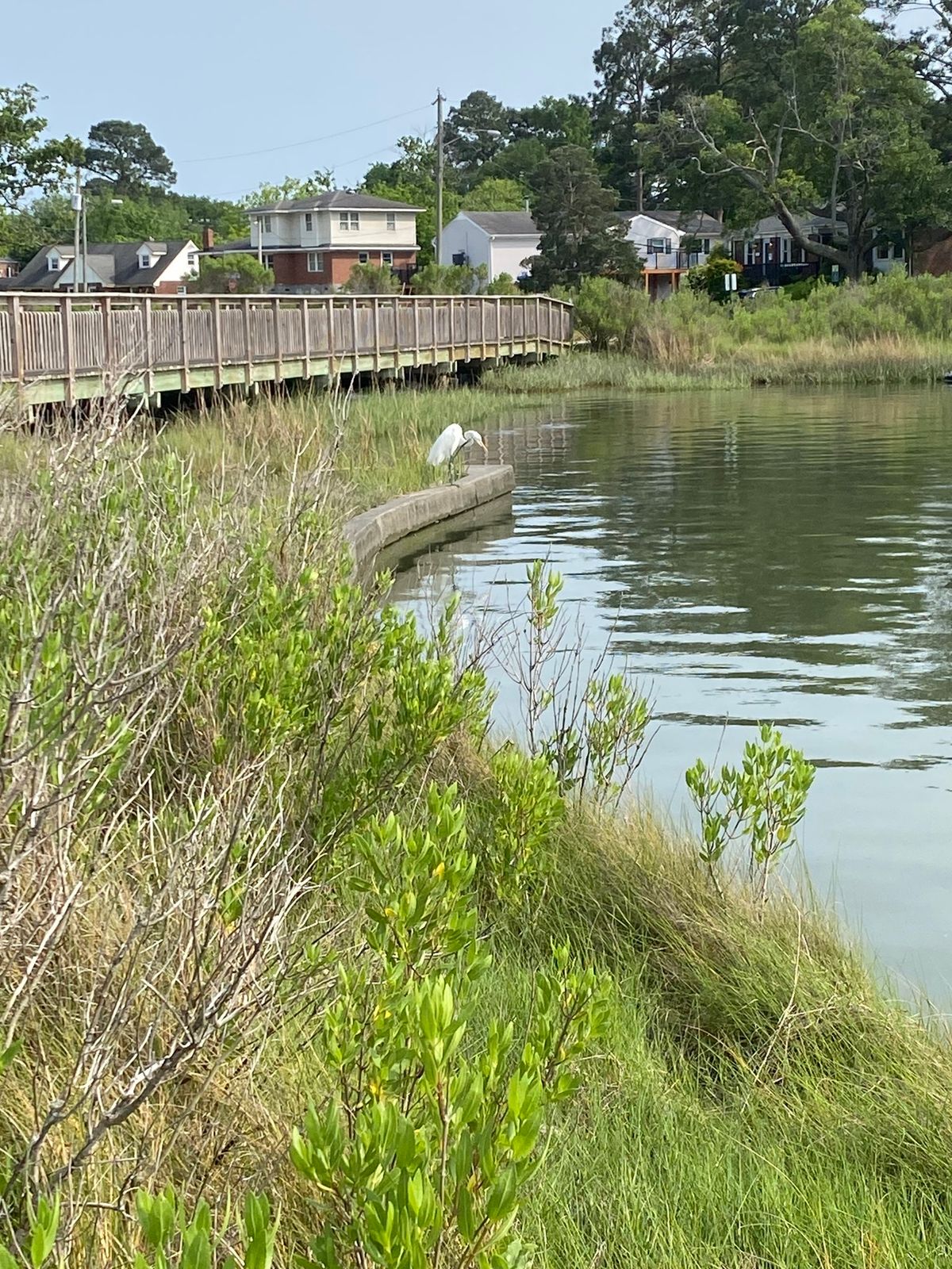 Larchmont and Edgewater Resilience Walking Tour: Elizabeth River Trail