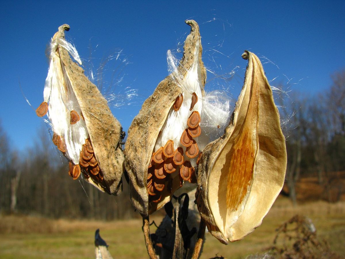 8th Annual Fall Seed Share