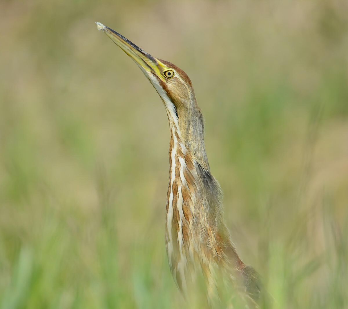 The River Talks: Secretive Marsh Birds and Their Use of Allouez Bay