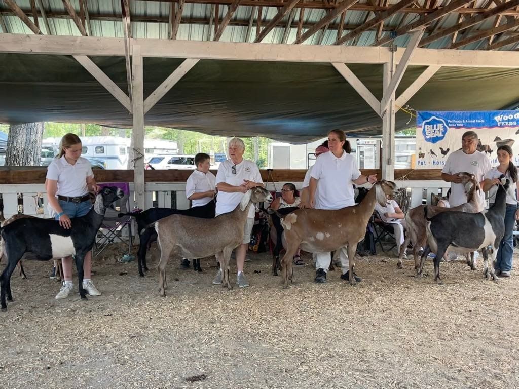 Ossipee Valley Fair Goat Shows