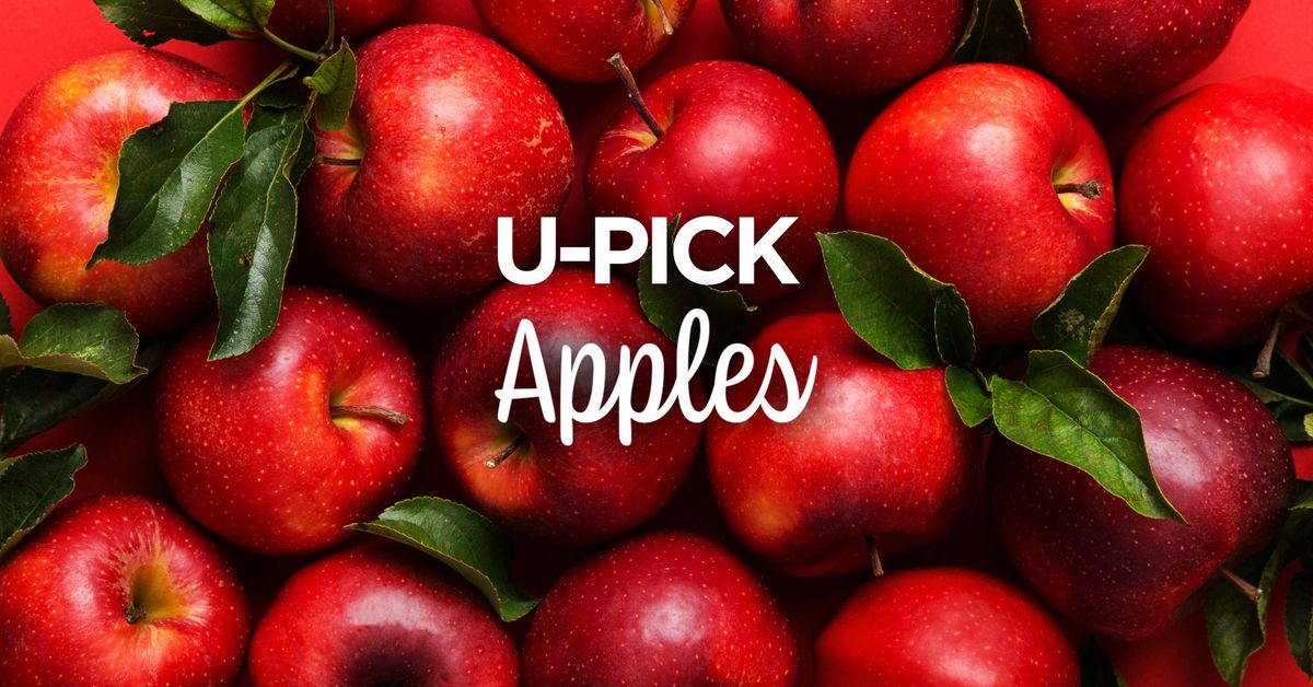 U-Pick Apples
