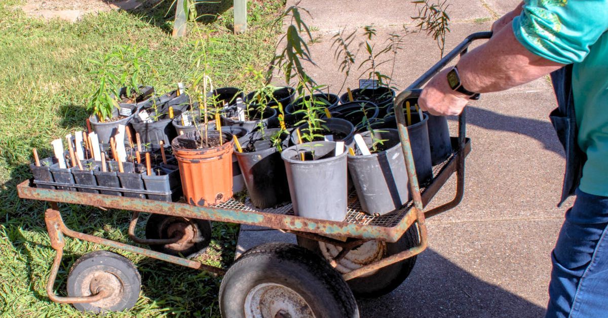 Fall Native Plant Sale at UHCL