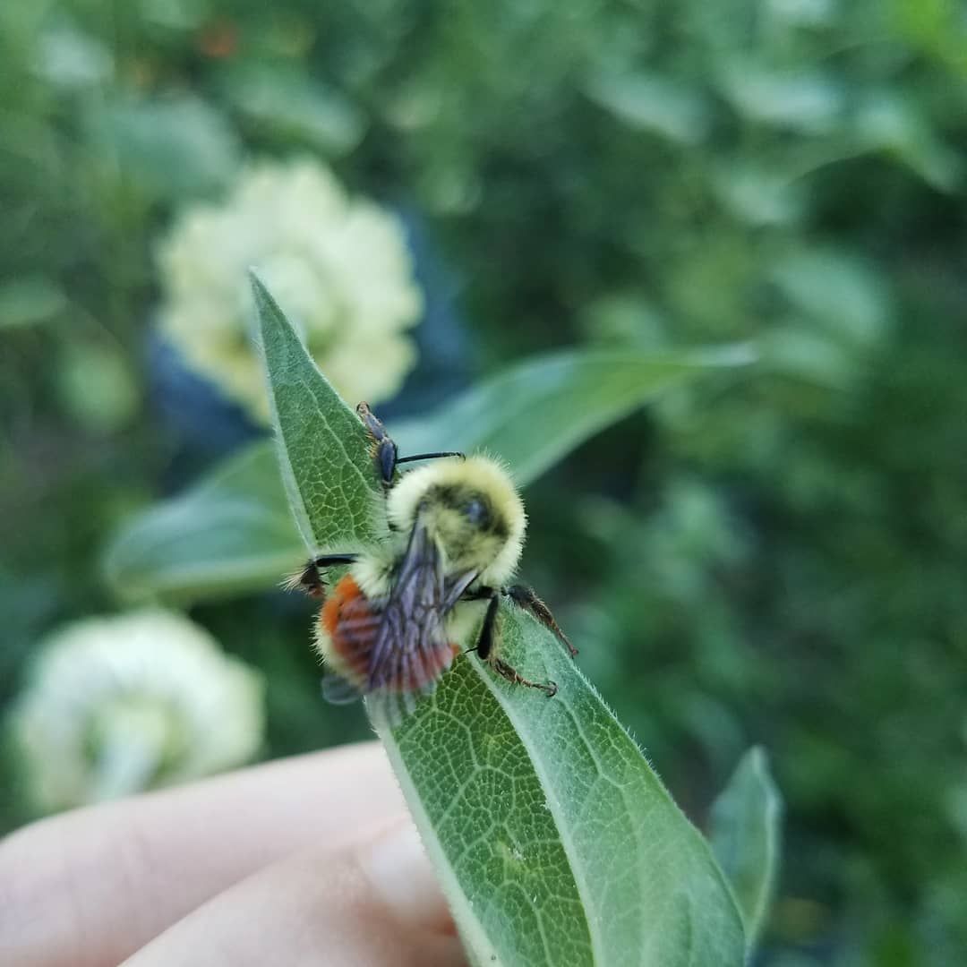 Bumble Bee Habitat in Idaho