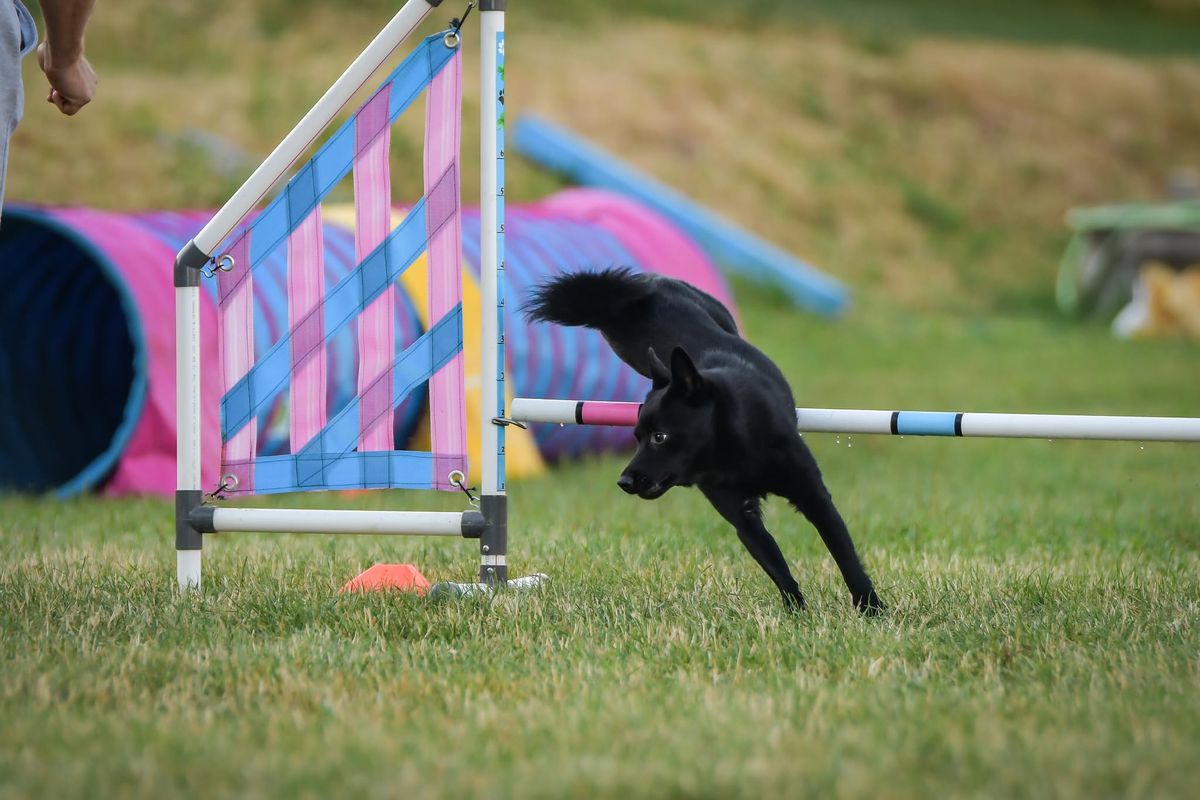 Letn\u00ed t\u00e1bor agility + dogdancing 