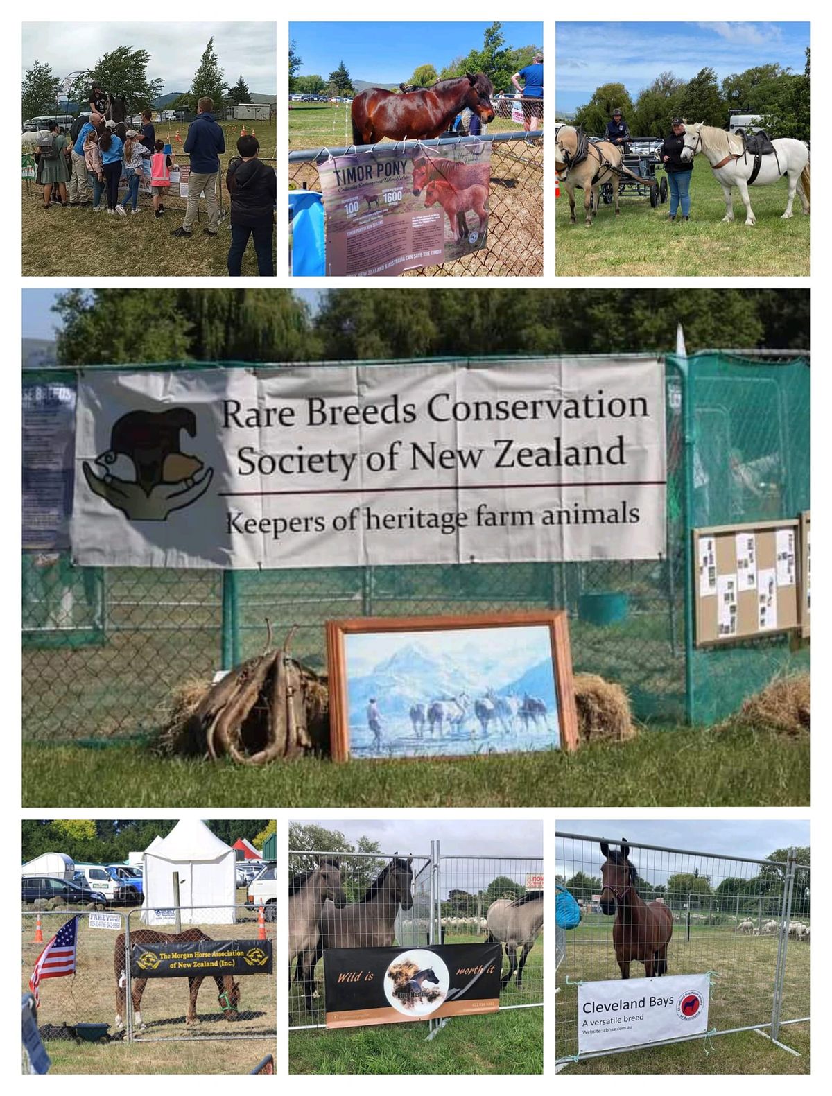 Rare breeds display (Equine section) @ The Christchurch Show.