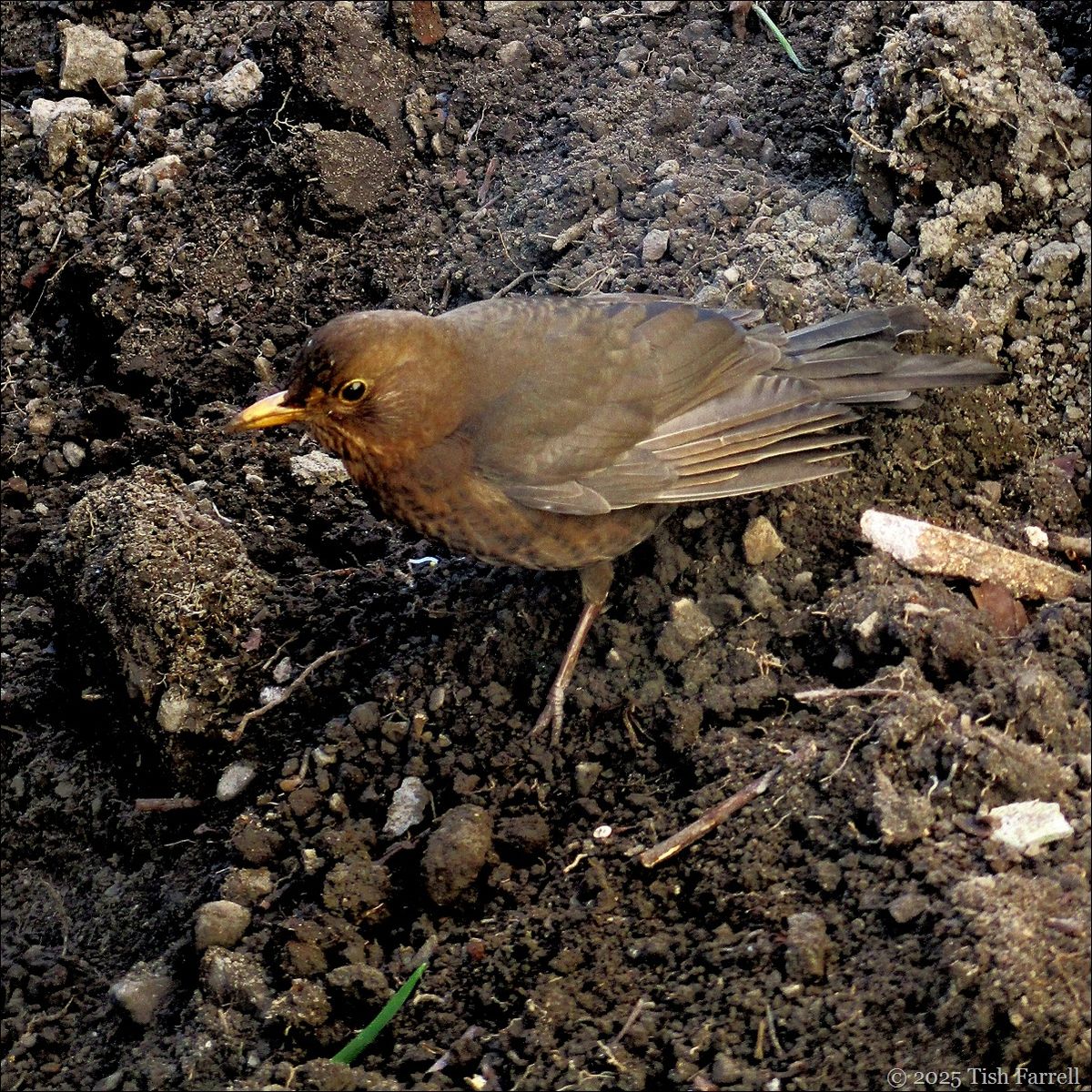 Tish SongBird