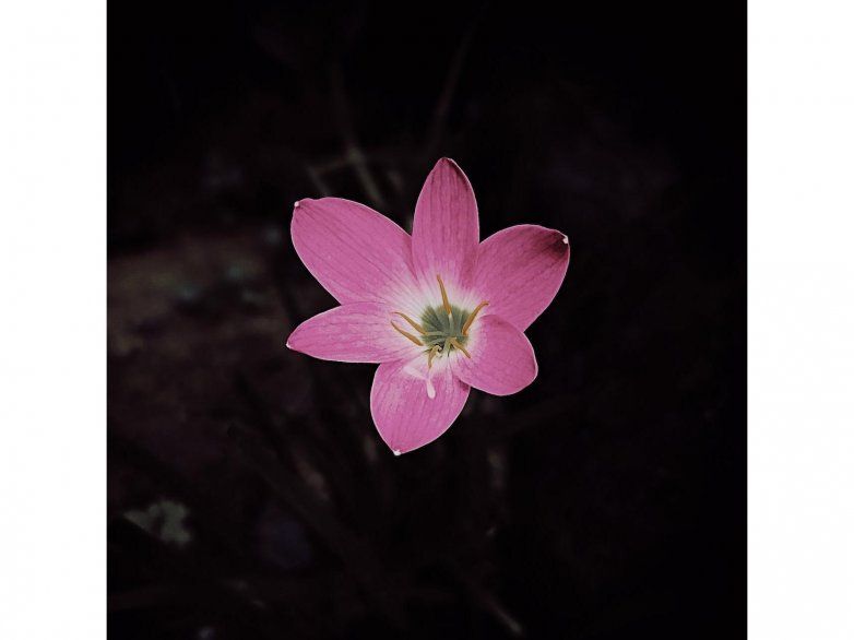Taschenlampenf\u00fchrung durch den Botanischen Garten Ulm