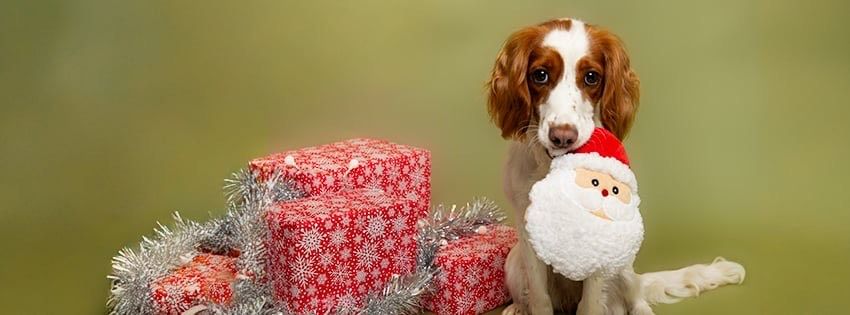 CHRISTMAS PHOTOSHOOT WITH REDROSESTUDIOS