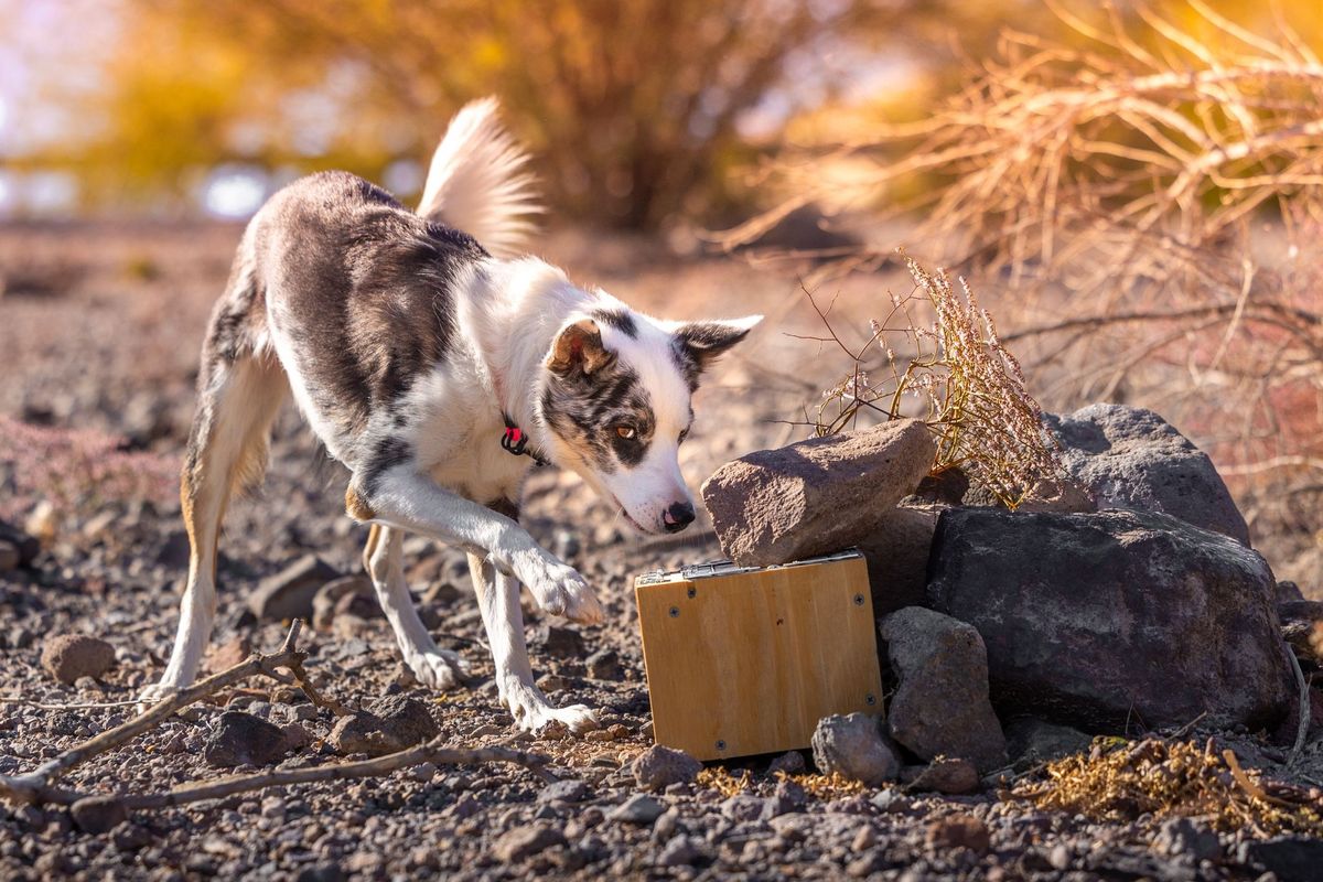 A Desert Spring NASDA Trial