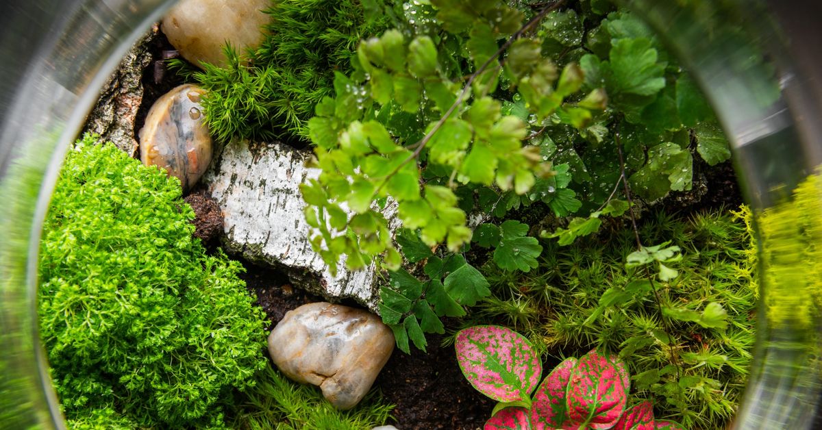 Build Your Own Moss Terrarium