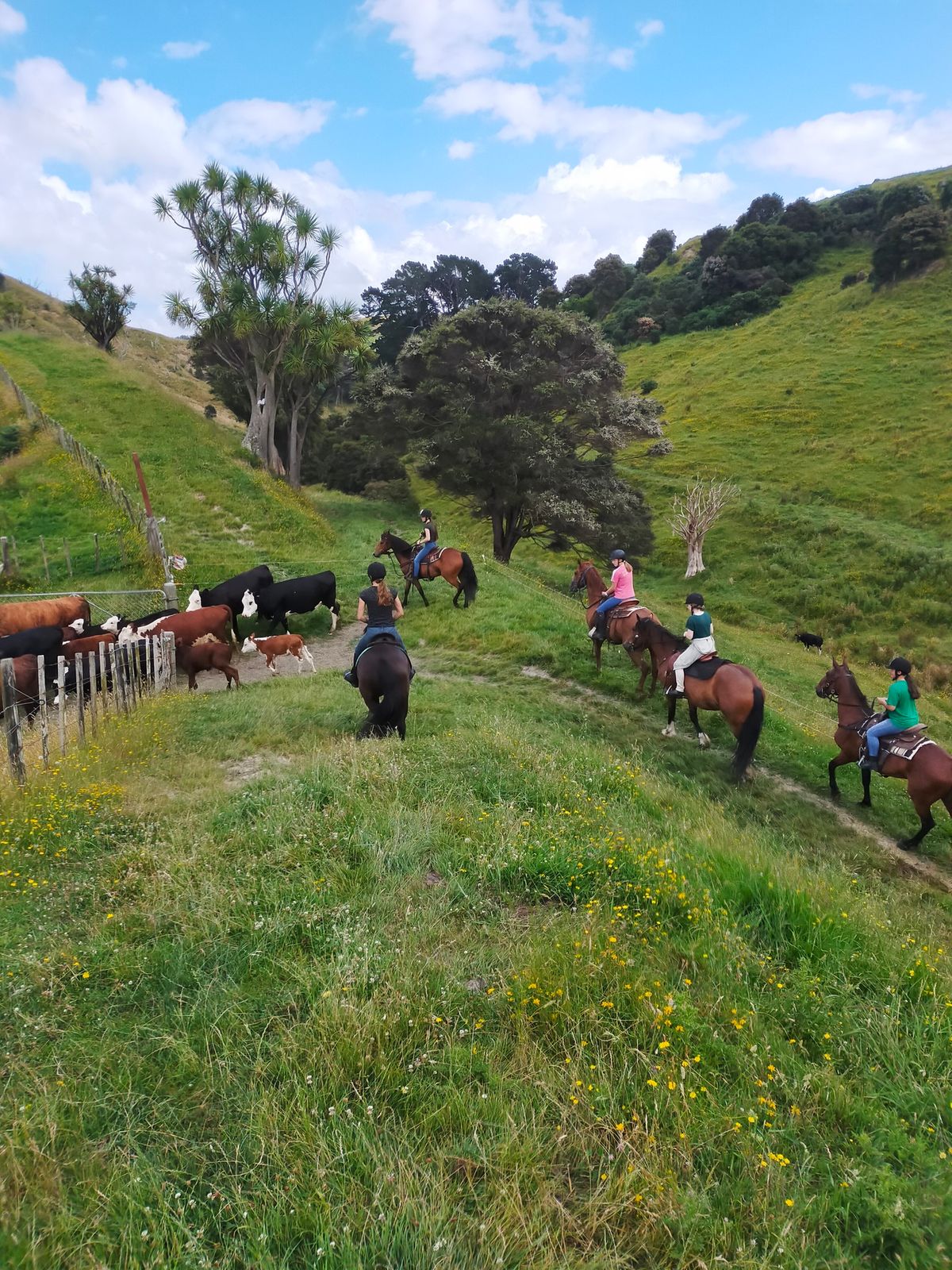 Adult Horse Riding Camp