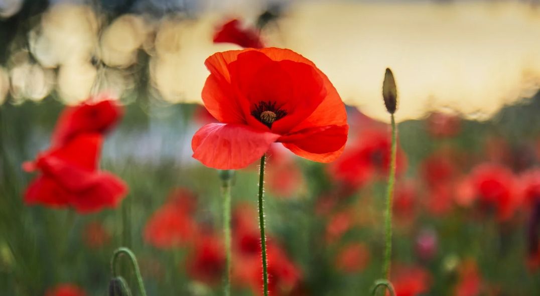 Remembrance Day Service