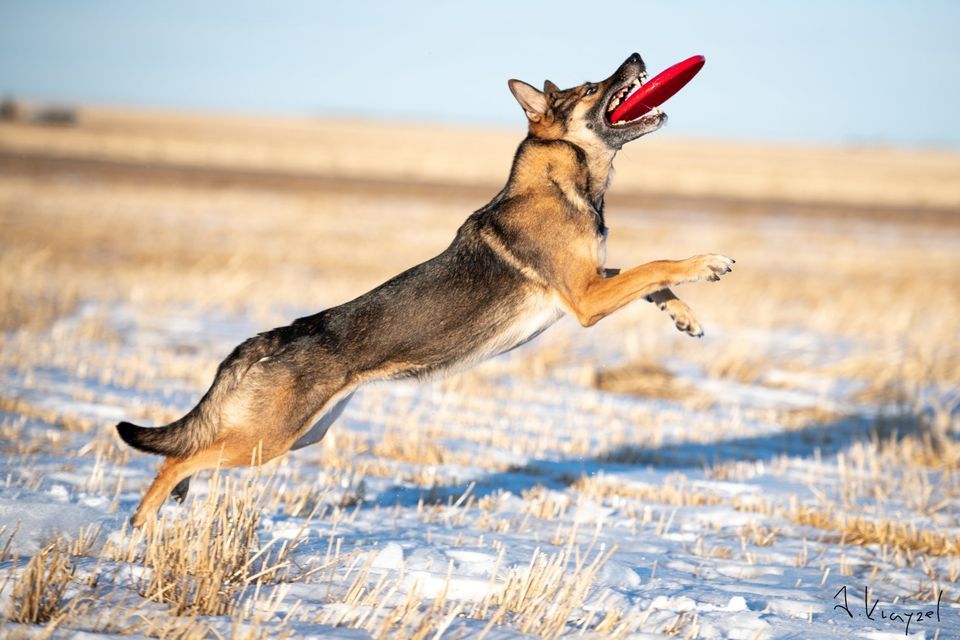 Disc Dog class (outdoor, 4 weeks)