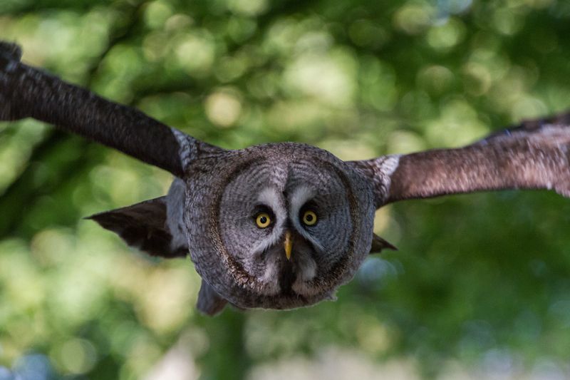 Bird of Prey Encounter Half Day