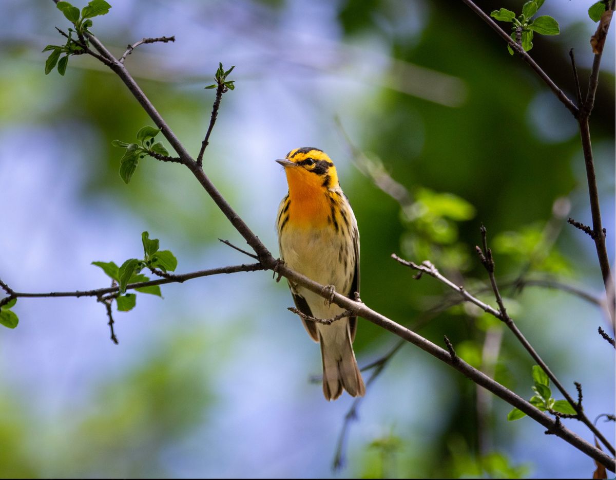 Spring Migration Guided Bird Walks