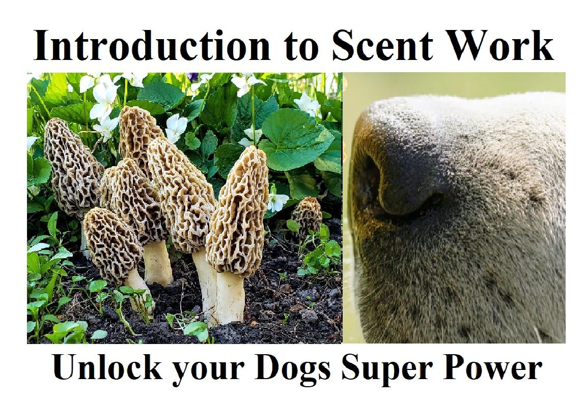 Introduction to Scentwork Weekend Intensive: Start the journey to unlock your dog's superpower!