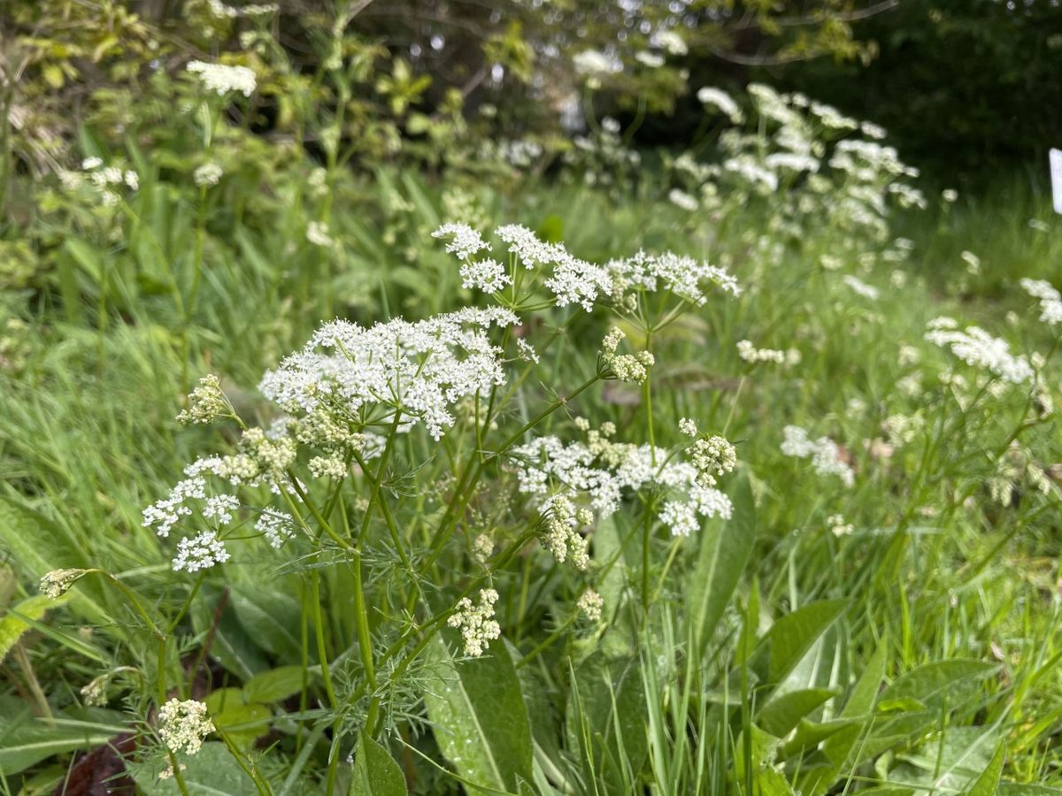 Bedfordshire Wild Food Foraging Walk\/Course