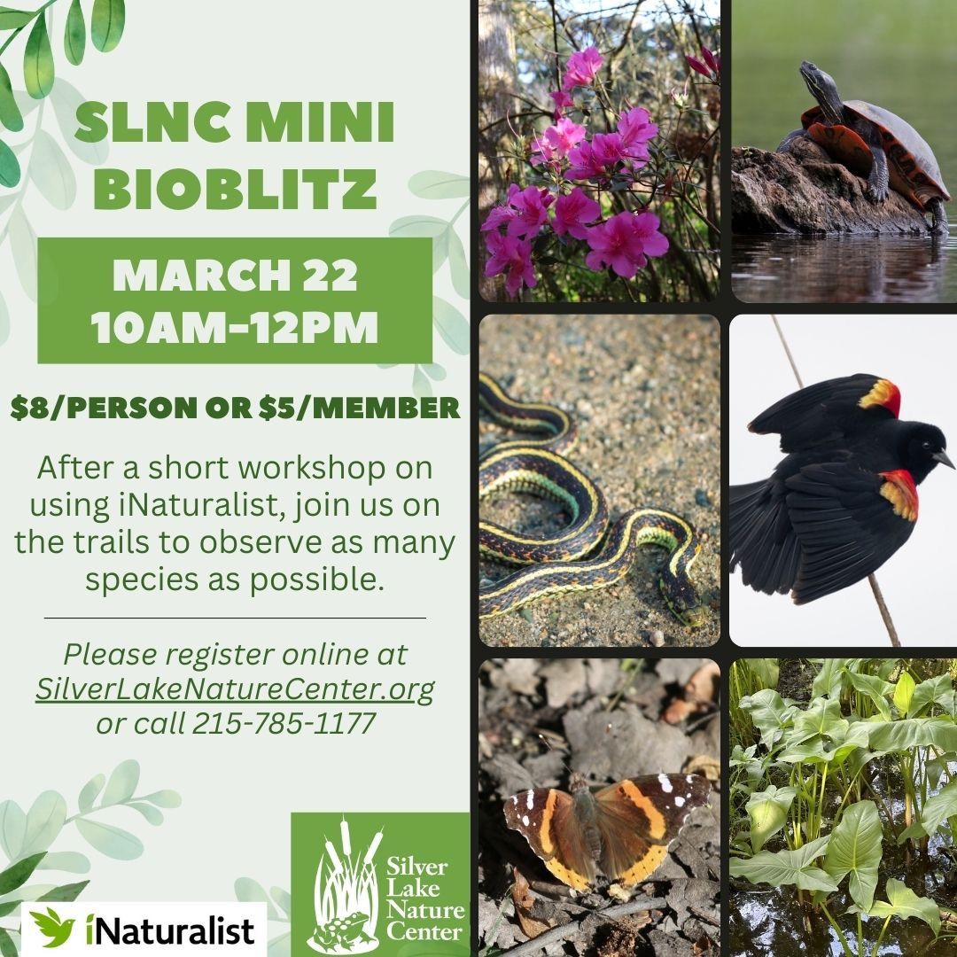 SLNC Mini BioBlitz