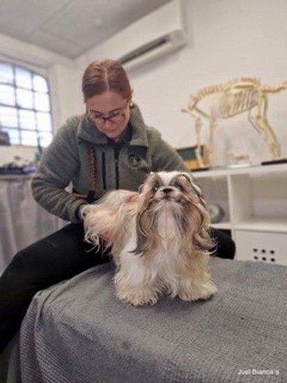 Osteopatiske teknikker for hundemass\u00f8rer \u2013 Fokus p\u00e5 hvirvels\u00f8jlen