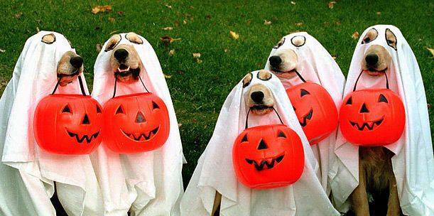 Tailwaggers Halloween Costume Contest and Pupper Treating Event