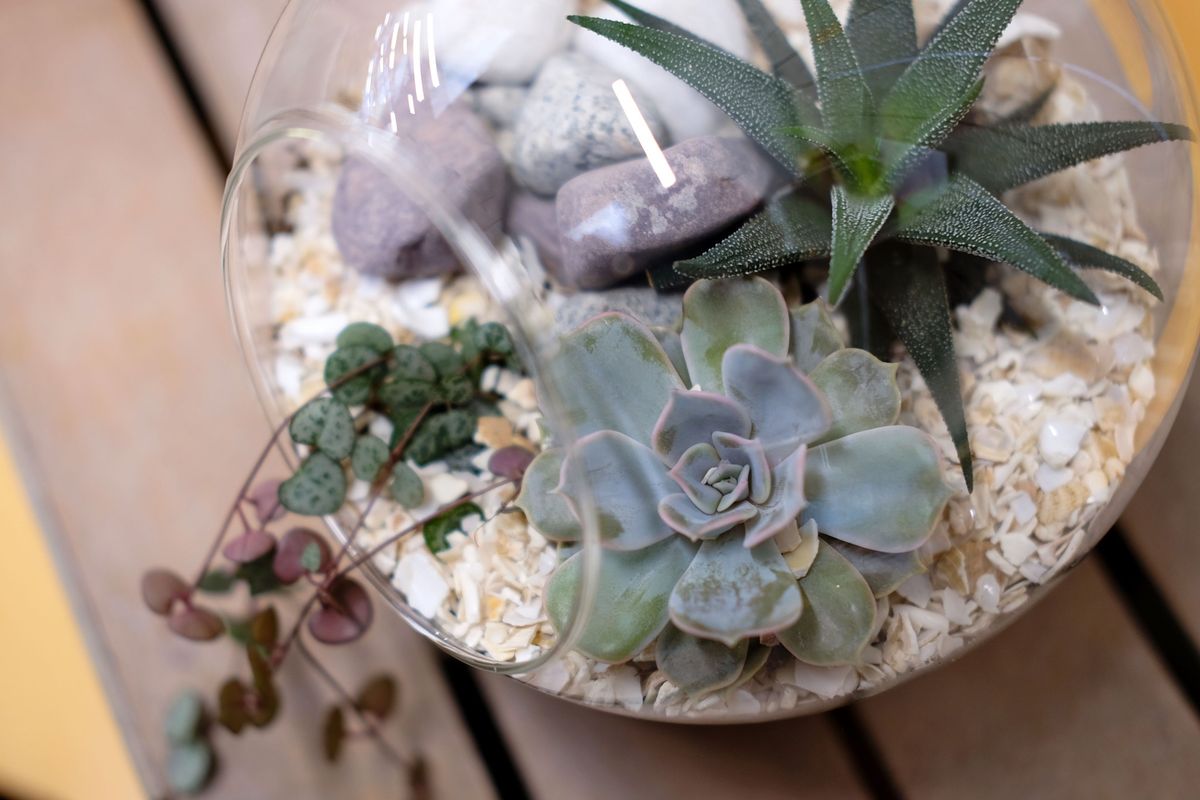 Succulent Open Terrarium Workshop