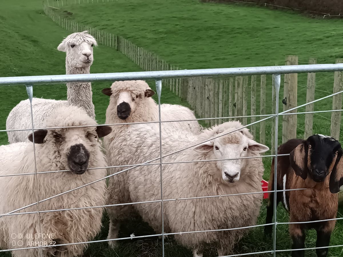 Farmyard Experience - School Holiday Weekday