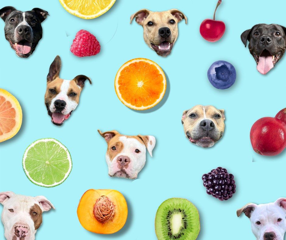 Adopt a Pup from Our Fruit Salad Event